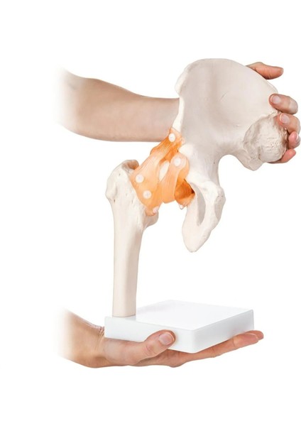 Kalça Eklemi Maketi - Kalça Eklemi Modeli fırsatları