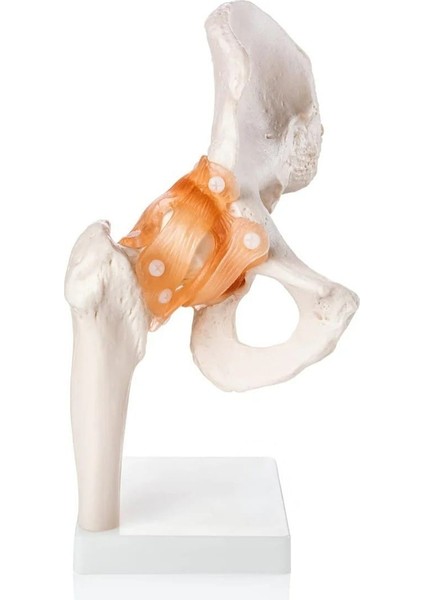 Kalça Eklemi Modeli - Kalça Eklemi Maketi