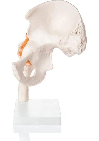 Kalça Eklemi Modeli - Kalça Eklemi Maketi fiyatları