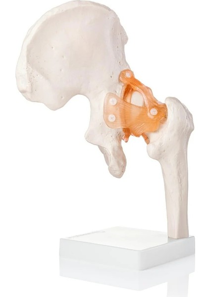 Kalça Eklemi Modeli - Kalça Eklemi Maketi modelleri