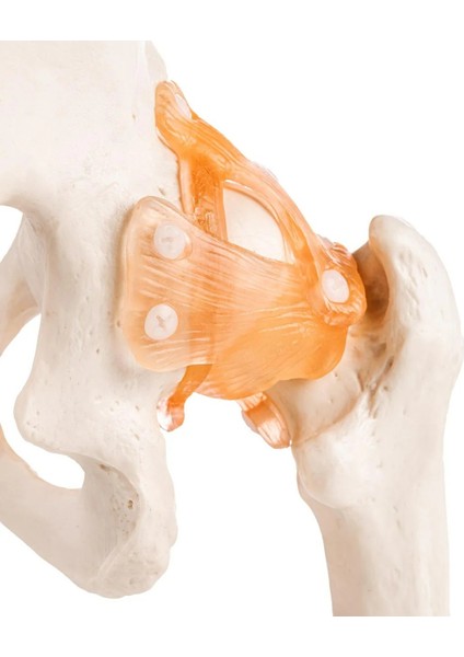 Kalça Eklemi Modeli - Kalça Eklemi Maketi indirimleri