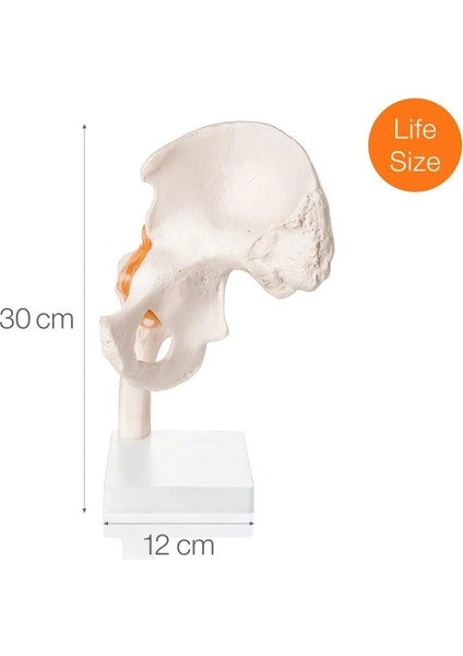 Kalça Eklemi Modeli - Kalça Eklemi Maketi