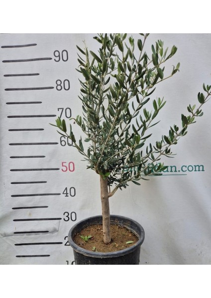 3 Yaş Bodur Gemlik Zeytin Fidanı modelleri