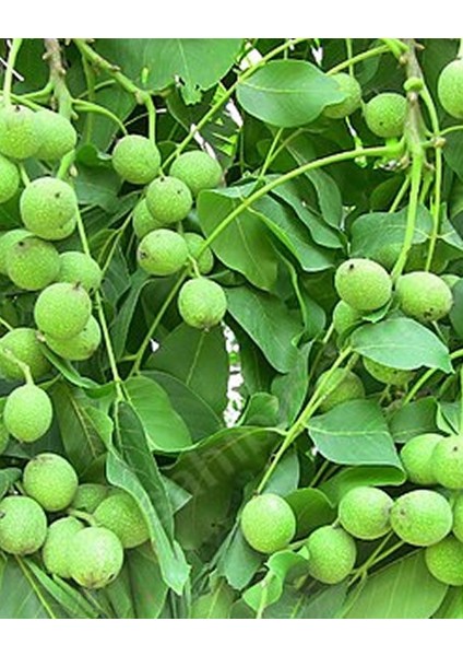 Fernette Ceviz Fidanı 3 Yaş Tüplü ve Aşılı 5 Adet fiyatları