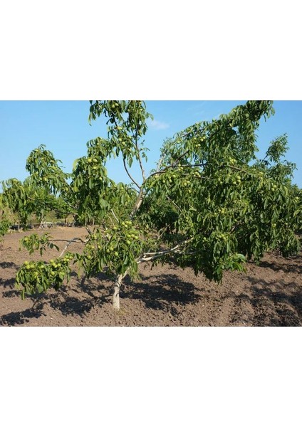 Fernette Ceviz Fidanı 3 Yaş Tüplü ve Aşılı 5 Adet modelleri