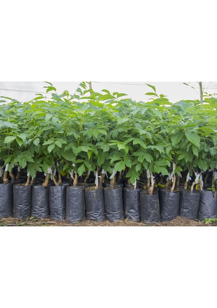 Fernette Ceviz Fidanı 3 Yaş Tüplü ve Aşılı 5 Adet fırsatları