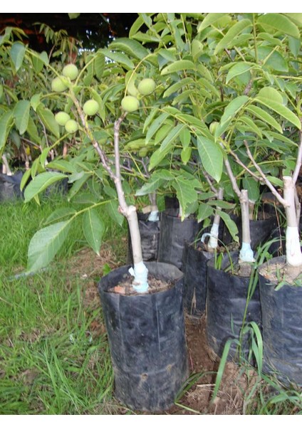 Fernette Ceviz Fidanı 3 Yaş Tüplü ve Aşılı 5 Adet indirimleri