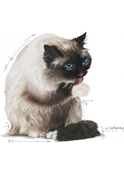 Hairball Care Yetişkin Kedi Maması 2 Kg