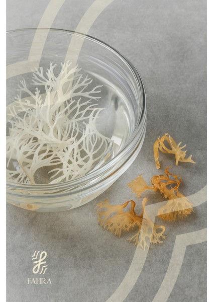 Deniz Kadayıfı Tozu 50G – Doğal Bitkisel Destek fiyatları