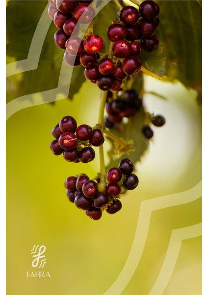 Yenibahar Tane 50G – Metabolizmayı Destekleyen Doğal Baharat 50G fiyatları