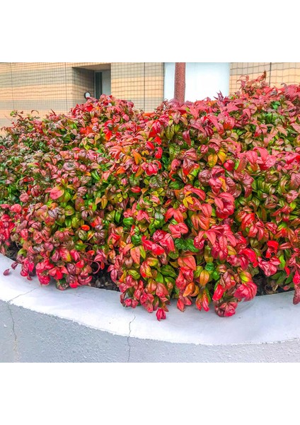 Nandina