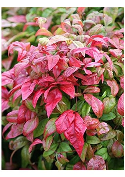 Nandina fiyatları