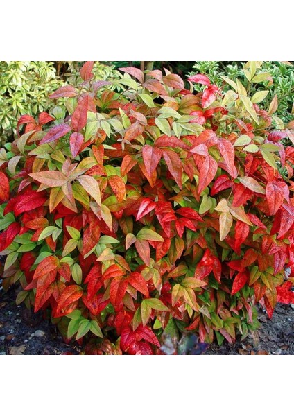 Nandina modelleri