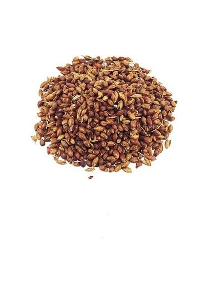 Süpürge Otu Tohumu