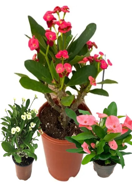 3 Adet Dikenler Tacı Eforbia Mili (Euphorbia Milii) Karışık Renk(Kırmızı-Beyaz-Pembe)