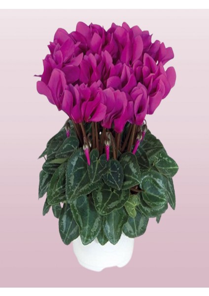 2 Adet Büyük Boy Sıklamen (Cyclamen) Çiçeği Mor Renk