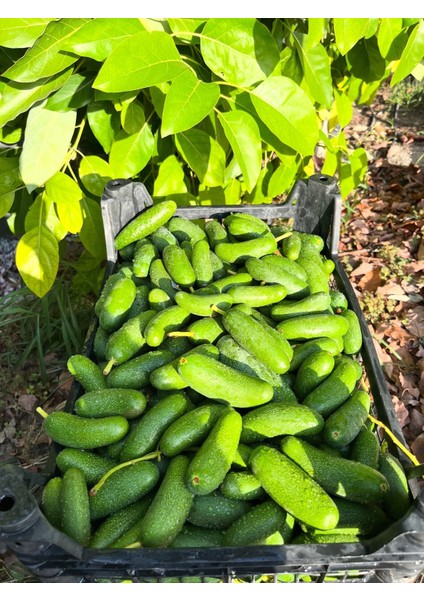 Bebek Avokado (Kg) modelleri