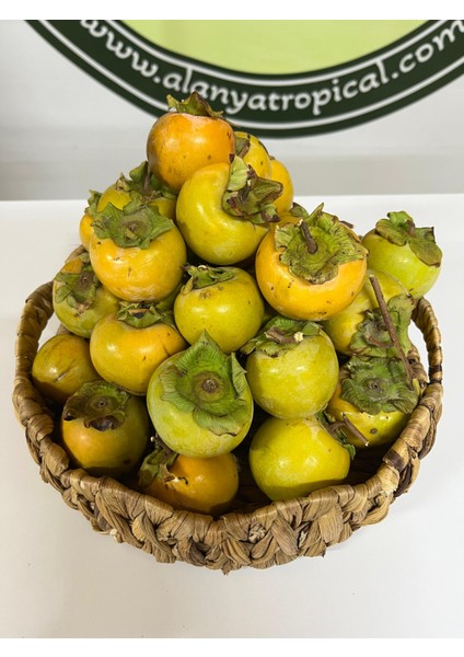 Cennet Hurması Atom(2kg) fiyatları