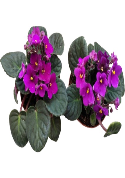 2 Adet Ithal Menekşe Bordo Renk