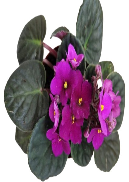 2 Adet Ithal Menekşe Bordo Renk fiyatları