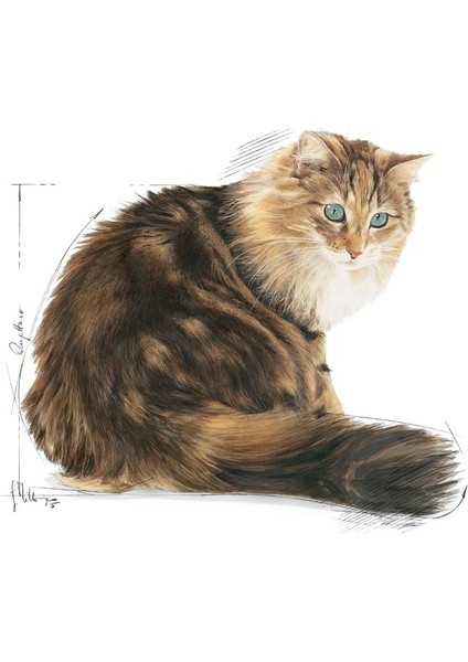 12 yaş ve Üzeri Kediler için Yaş Kedi Maması 12 x 85g