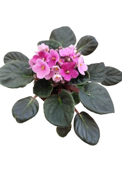 2 Adet Ithal Menekşe Pembe Renk fiyatları