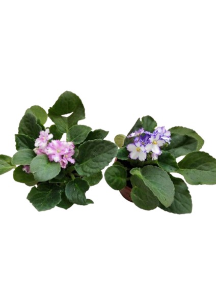 2 Adet Afrika Menekşesi Alaca Çift Renkli (2 Adet Saksı Hediye) fiyatları