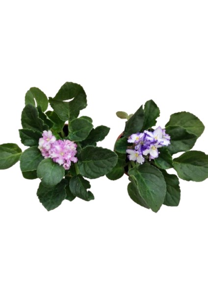 2 Adet Afrika Menekşesi Alaca Çift Renkli (2 Adet Saksı Hediye) modelleri