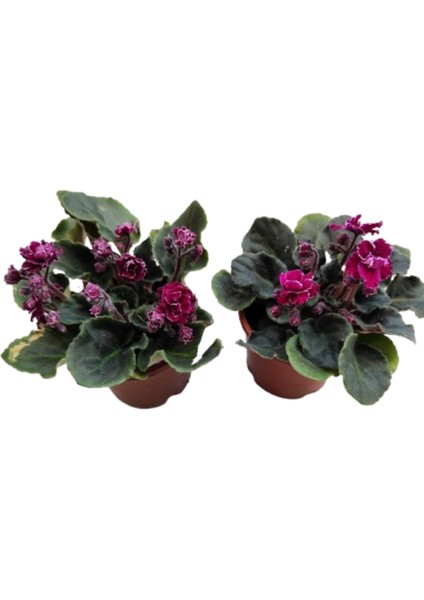 2 Adet Katmerli Afrika Menekşesi (Yerli Üretim) Bordo Renk fiyatları