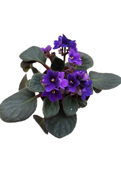 2 Adet Ithal Menekşe Mor Renk