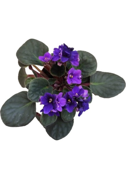 2 Adet Ithal Menekşe Mor Renk fiyatları