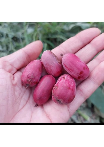 Kırmızı Mini Kiviberry 2 Fidan