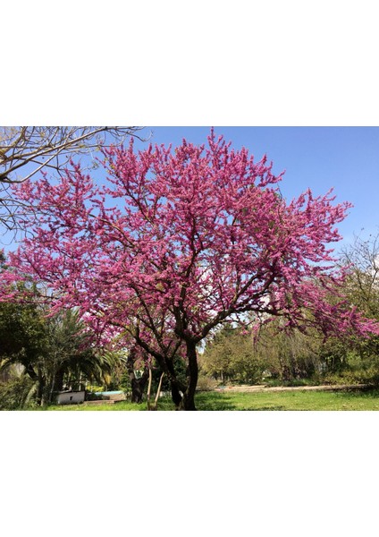 ERGUVAN FİDANI - Cercis Siliquastrum