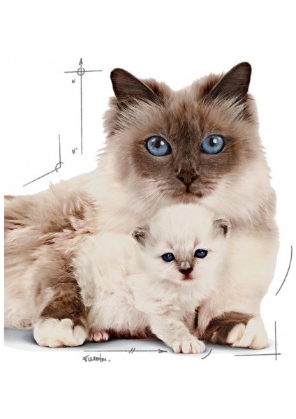 Mother&babycat Gebe/laktasyondaki Anne Ve Yavru Kedi Için Kedi Ko