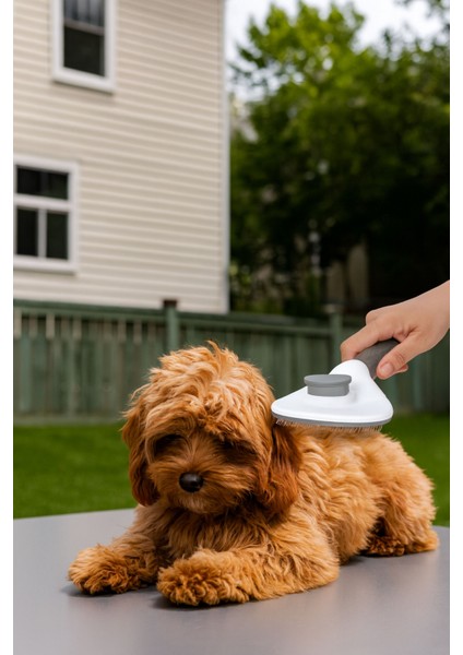 Evcil Hayvan Fırçası Otomatik Temizlenen Yapıda Kedi Köpek Tüy Toplayıcı Tarak Fırça Casapetra fiyatları