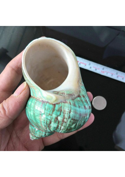 10CM Yeşil Turbo Doğal Nadir Gerçek Deniz Kabuklu Kabuklu Çarpıcı Şifa Dekor Okyanus 2pcs (Yurt Dışından) indirimleri