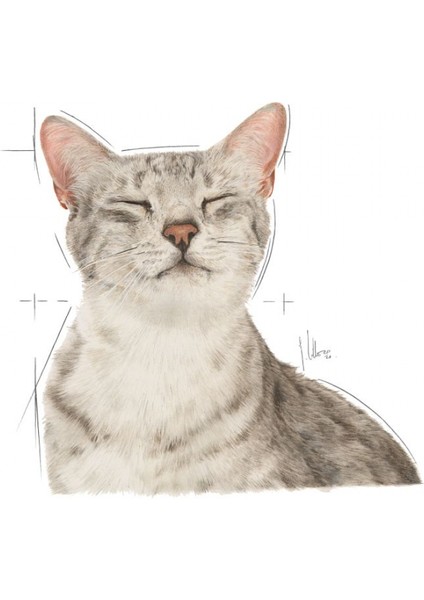 Sensory Duyusal His için Sos İçerisinde Yaş Kedi Maması 12 x 85g