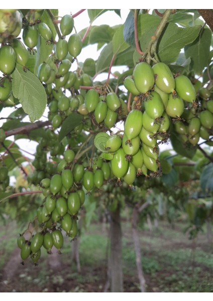 İSSAİ KİVİBERRY (mini kivi) modelleri