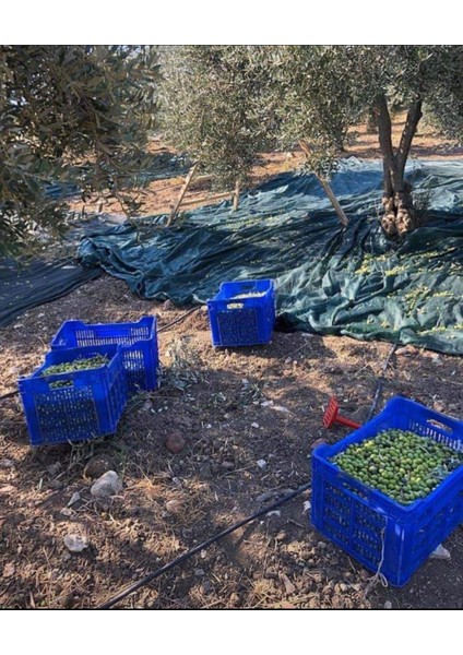 Zeytin Tırmığı Zeytin Toplama Aparatı Esnek Kırılmaz Zeytin Toplama Tırmığı (5 Adet) fırsatları