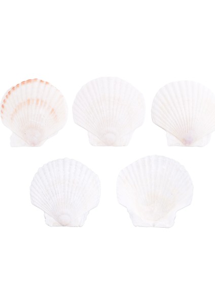 25PCS Doğal Tarak Kabuğu El Yapımı Diy Yaratıcı Üretim Için Özel El Yapımı Diy Yaratıcı Boyama Kabuğu (Yurt Dışından) fırsatları