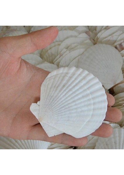 50PCS Doğal Tarak Kabuğu El Yapımı Diy Yaratıcı Üretim Için Özel El Yapımı Diy Yaratıcı Boyama Kabuğu (Yurt Dışından) fırsatları