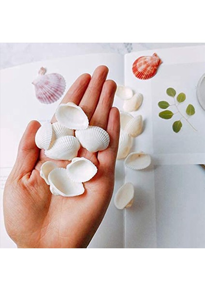 50PCS Doğal Tarak Kabuğu El Yapımı Diy Yaratıcı Üretim Için Özel El Yapımı Diy Yaratıcı Boyama Kabuğu (Yurt Dışından) indirimleri