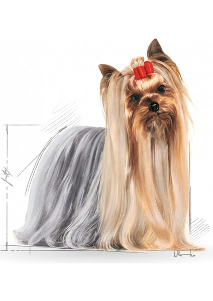 Yorkshire Terrier Yaş Köpek Maması 12 x 85g