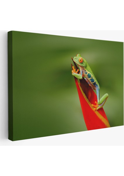 Miyrem-Premier Kanvas Serileri- Renkli Kurbağa Dekoratif Kanvas Tablo 1136