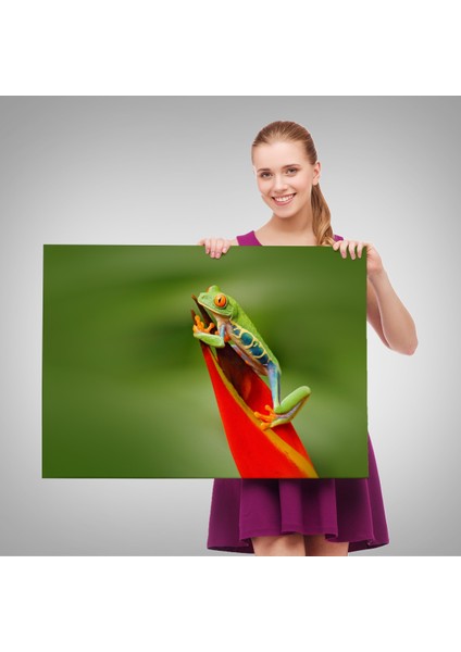 Miyrem-Premier Kanvas Serileri- Renkli Kurbağa Dekoratif Kanvas Tablo 1136 fırsatları