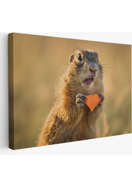 Miyrem-Premier Kanvas Serileri- Şaşkın Sincap Dekoratif Kanvas Tablo 1158