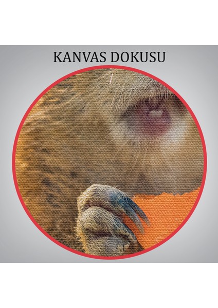 Miyrem-Premier Kanvas Serileri- Şaşkın Sincap Dekoratif Kanvas Tablo 1158