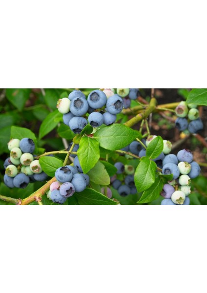 YABAN MERSİNİ LİKAPA FİDANI 3 ADET fiyatları