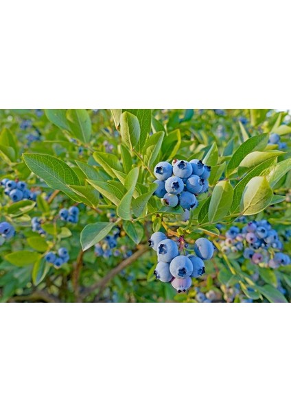 YABAN MERSİNİ LİKAPA FİDANI 3 ADET modelleri