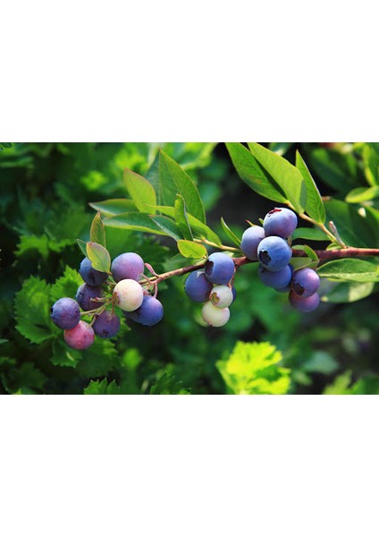 YABAN MERSİNİ LİKAPA FİDANI 3 ADET indirimleri